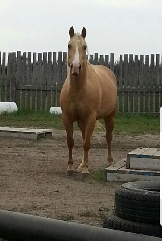 quarter horse mares bred for cutting and western pleasure